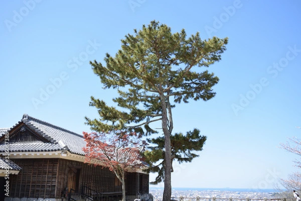 Fototapeta 松山城　桜