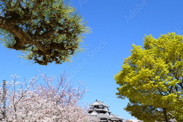 Fototapeta 松山城　桜