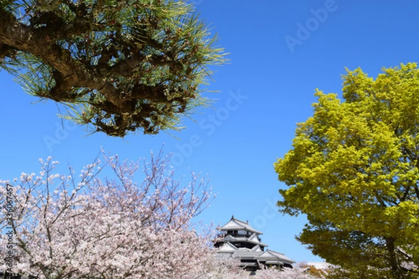 Fototapeta 松山城　桜