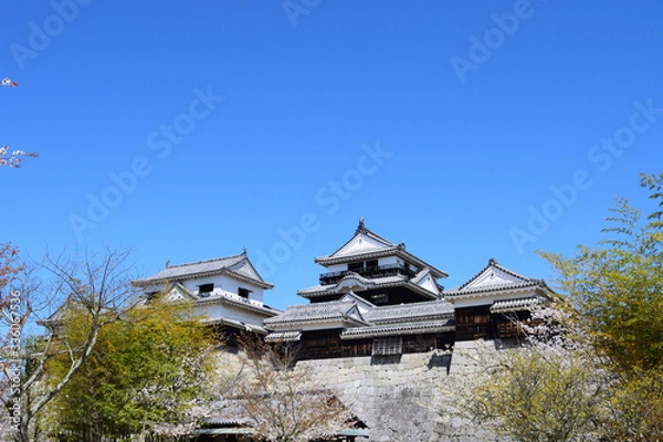 Fototapeta 松山城　桜