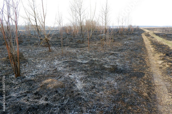 Fototapeta Country road through a burnt forest and grass wildfire image. Save the Earth, preserve forests, keep nature, protect trees, climate change, deforestation and global warming concept