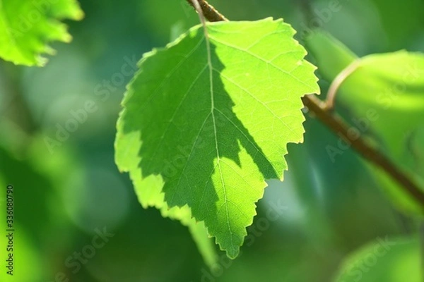 Obraz Green birch leaf