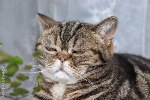 Obraz ワイヤープランツをにらむ猫アメリカンショートヘア