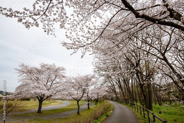 Fototapeta 巾着田の桜 埼玉県日高市