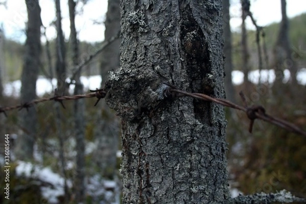 Fototapeta Barbed wire inside a tree
