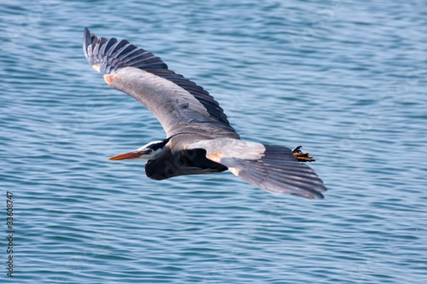 Fototapeta Heron in flight