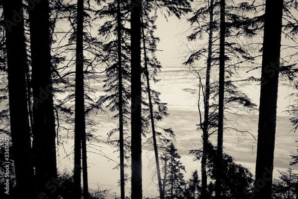 Obraz Black and white forest, forest edge, coniferous forest, gloomy forest, snow-white fields and frozen river in the background