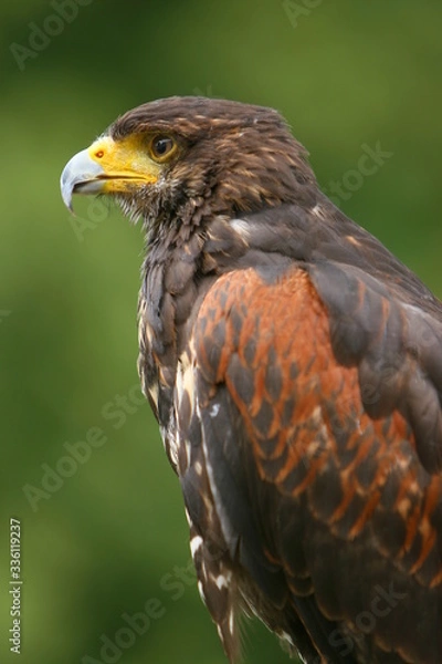 Obraz rapace aigle buse milan

