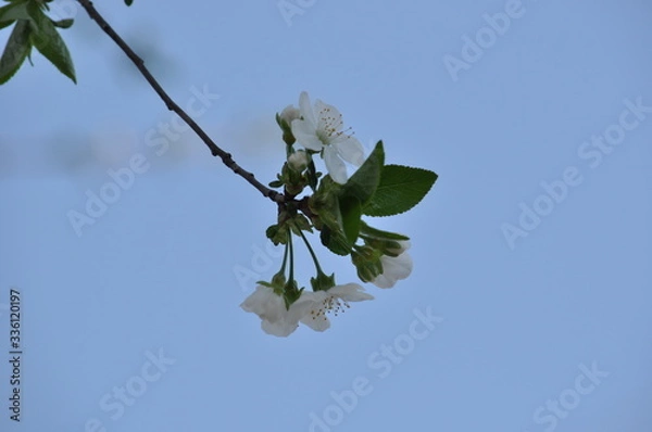 Obraz 
Spring. Cherry blossoms