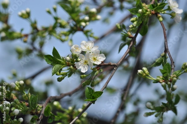 Obraz 
Spring. Cherry blossoms