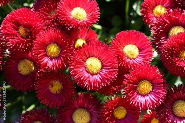 Fototapeta red daisy