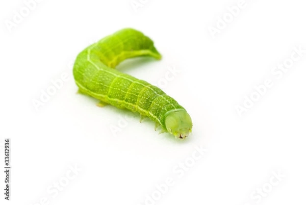 Obraz Green caterpillar