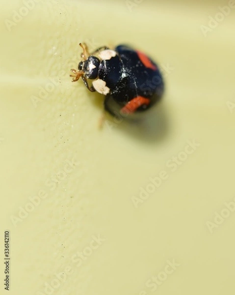 Fototapeta ladybug on a leaf
