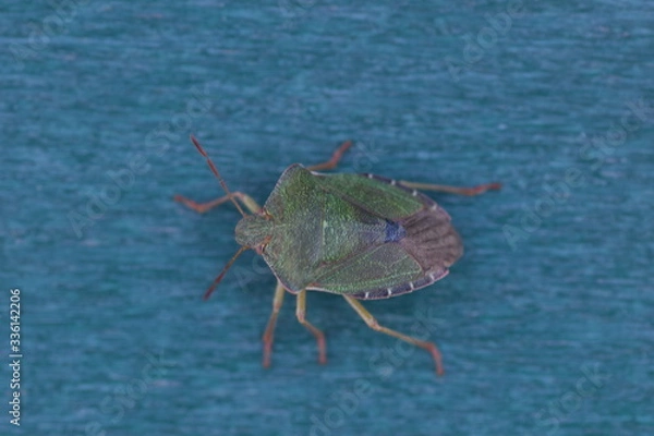 Fototapeta insect on a blue background