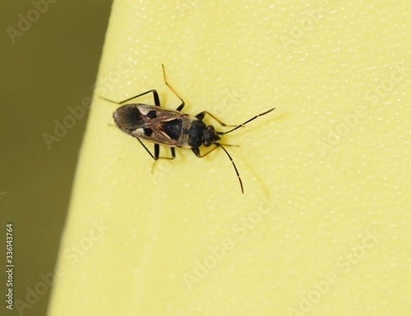 Fototapeta insect on a leaf