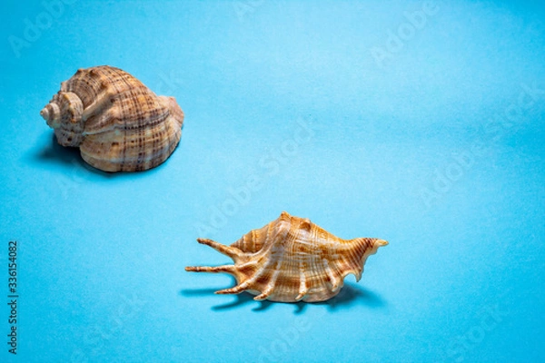 Obraz Light shells on a blue background