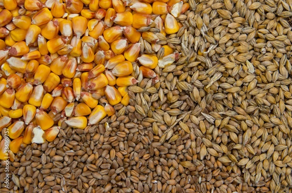 Obraz food grains maize, wheat and barley