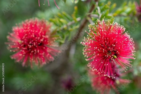 Obraz Red blooming flowers of Kunzea baxteri