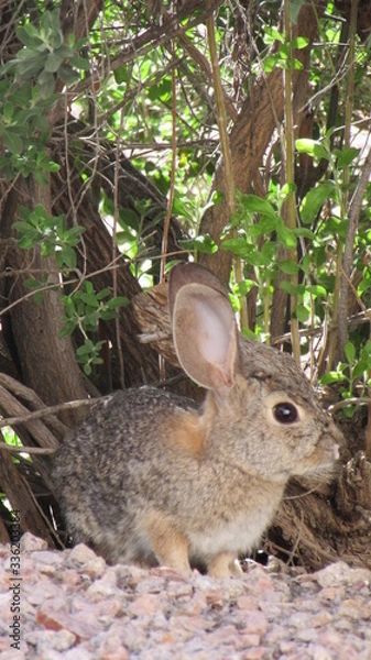 Obraz Rabbit in bush