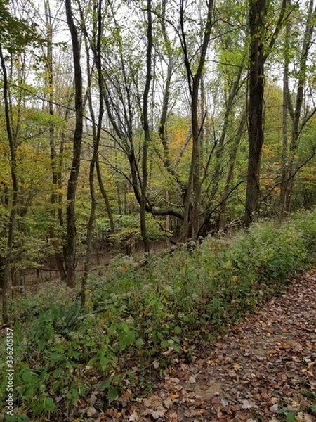 Obraz path in the woods