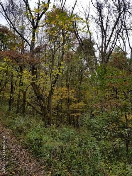 Obraz path in the woods