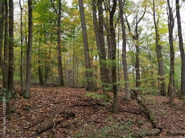 Obraz forest in autumn