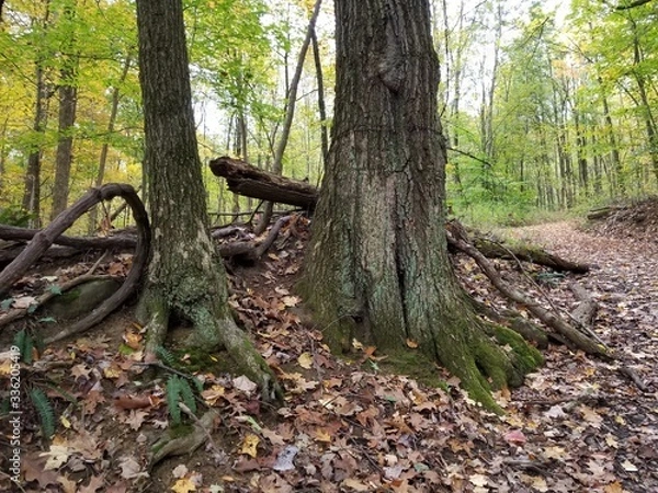 Obraz Tree roots in the woods