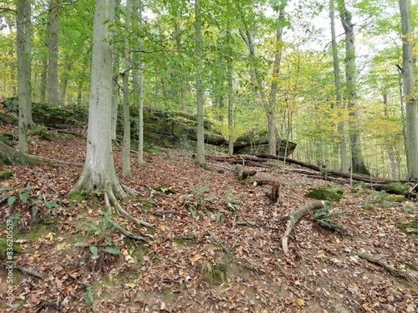 Obraz Fallen branches in woods