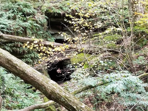 Obraz Fallen tree in woods