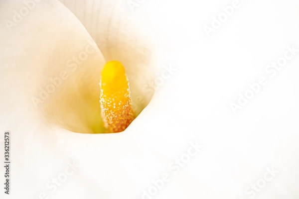 Obraz FLOR DE CALA