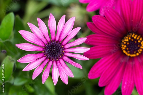 Obraz pink daisy flower