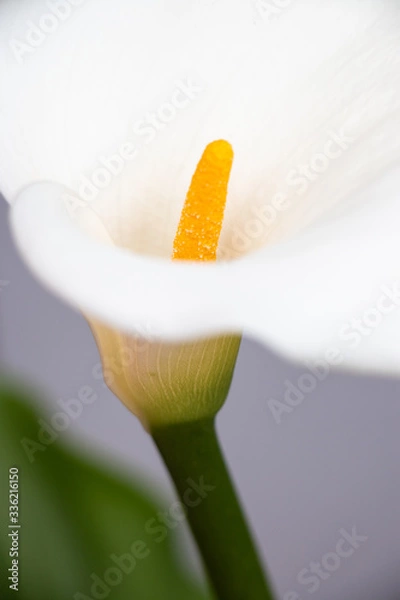 Obraz white calla lily
