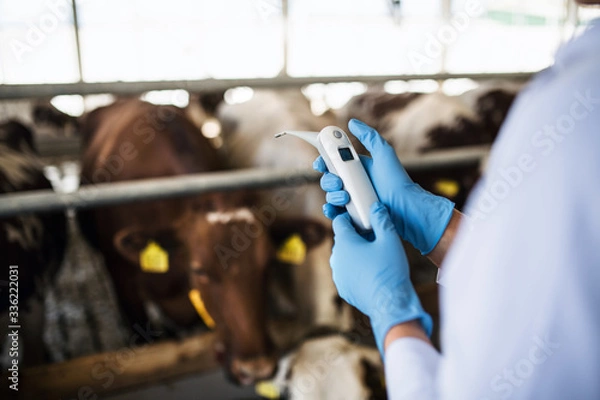 Fototapeta Midsection of veterinary doctor working on diary farm, agriculture industry.