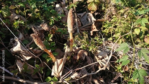 Obraz Delle piante di equisetum crescono nel terreno appena disboscato dall'uomo