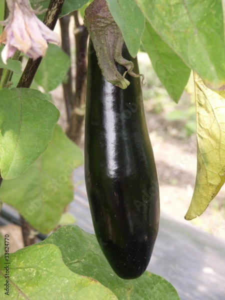 Obraz aubergine de Barbentane