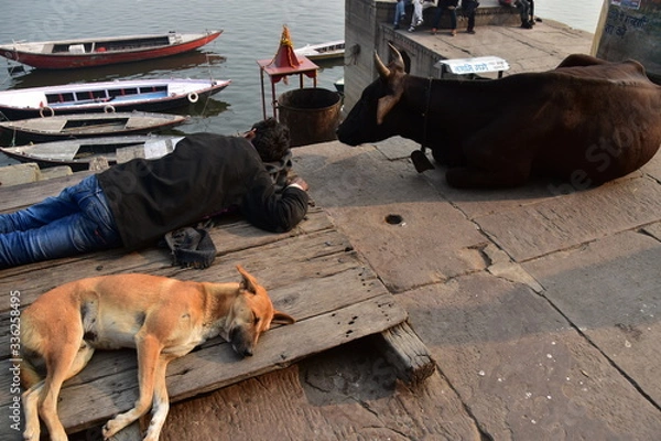 Obraz インドの世界遺産のワラーナシー　ガンジス川沿いのガート　昼寝をするインド人と野良犬と牛　川岸に停留する遊覧ボート