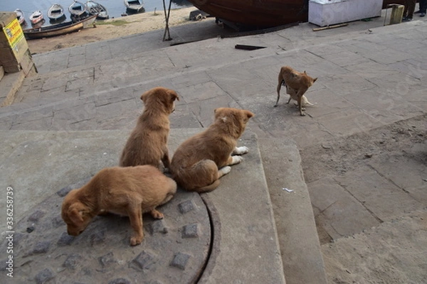 Obraz インドの世界遺産のワラーナシー　ガンジス川沿いのガートで生活する野良犬の親子　可愛い子犬の姿