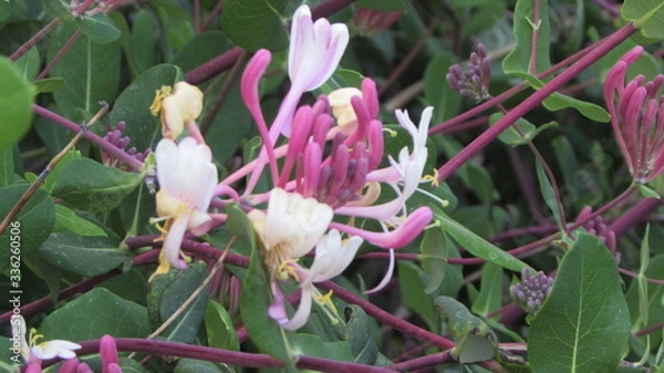 Obraz Honeysuckle flower