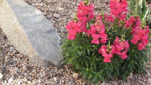 Obraz large stone with flowers