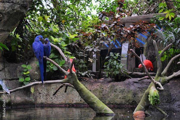 Fototapeta A pair of blue Hyacinth macaw parrot is sitting on the branch in the moody gardens, Galveston, Texas