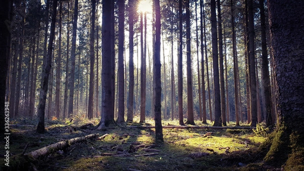 Fototapeta sun rays in forest