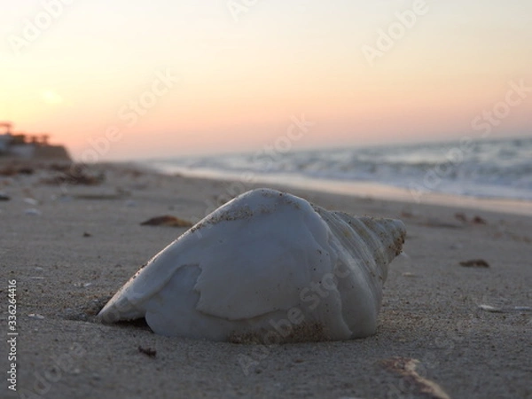 Obraz Caracol en la playa