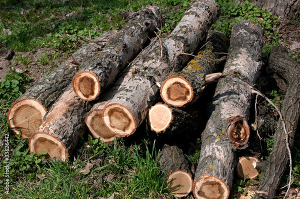 Fototapeta Chopped trees