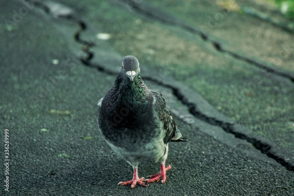 Obraz pigeon on the sand