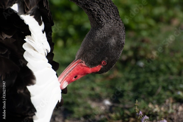 Obraz black and white swan