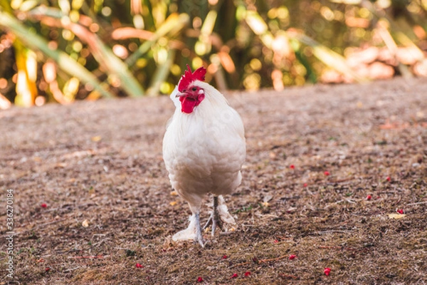 Obraz white rooster in the grass