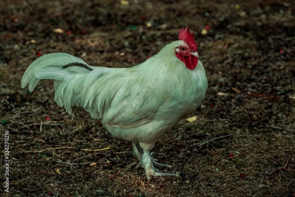 Obraz white rooster in the park