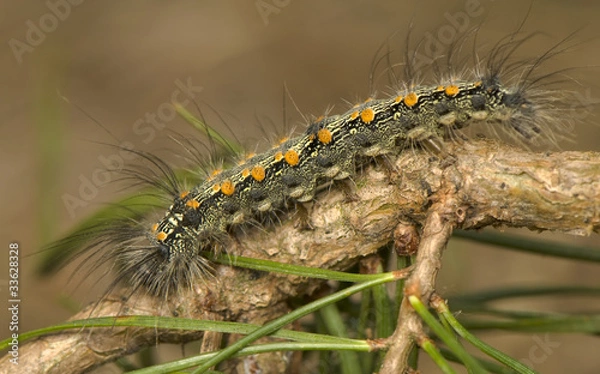 Obraz Lithosia quadra