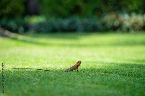 Obraz Lizard strolling in the green grass in Thailand, close up. Animal and nature concept.