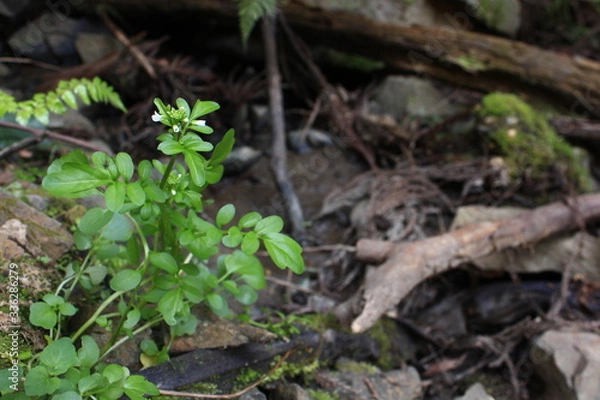 Fototapeta 野生のオランダガラシの花　クレソン